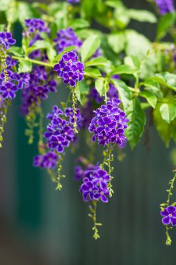 Altın çiy damla, güvercin berry, gökyüzü çiçeği (duranta erecta), inci