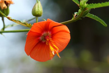 ormandaki turuncu çiçekler