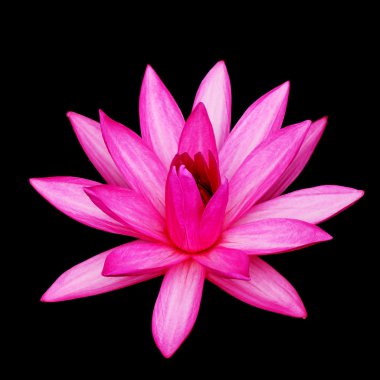 pembe nilüfer çiçeği