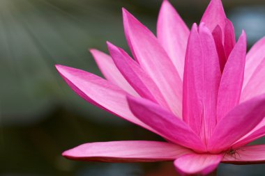 pembe nilüfer çiçeği