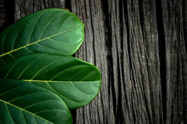 Eski ahşap arka planda yeşil yapraklar