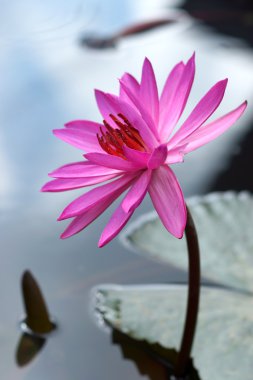 pembe nilüfer çiçeği