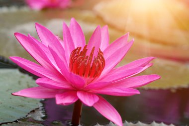 Lotus çiçek ve güneş ışığı