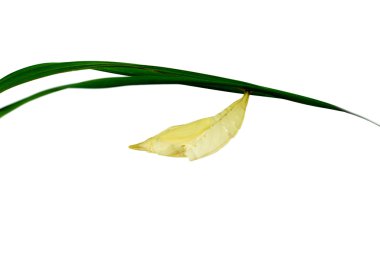 Yeşil kelebek krizalid. 