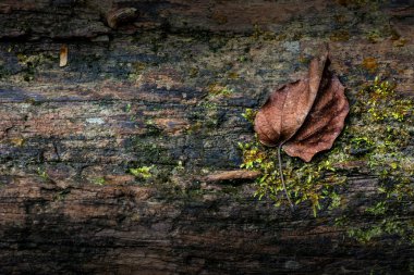 Sonbahar Yaprakları