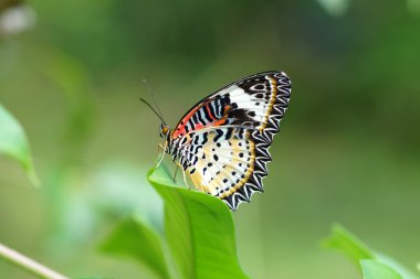 leopar lacewing