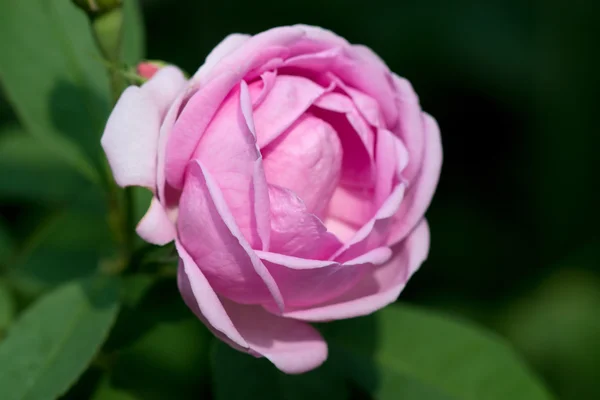 Розовые розы для экстракции эфирных масел . — стоковое фото