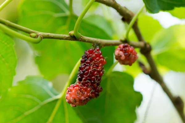 Färska mulberry på träd. — Stockfoto