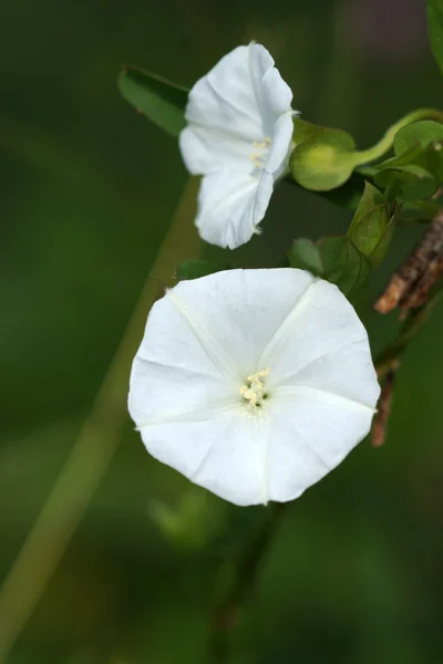 Vit blomma merremia umbellata (l.) hallier f. — Stockfoto