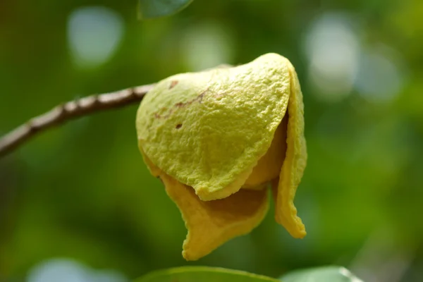 Květ soursop nebo pichlavý custard apple. — Stock fotografie