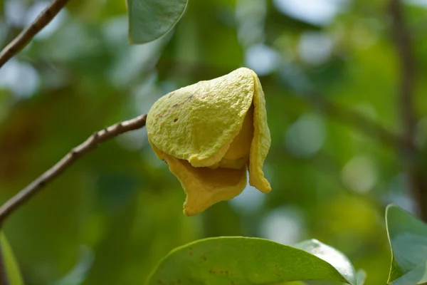 Flor de guanábana o manzana espinosa . — Foto de Stock