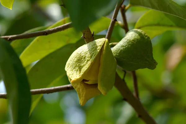 Flor de guanábana o manzana espinosa . — Foto de Stock