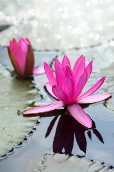 Flor de lótus rosa — Fotografia de Stock