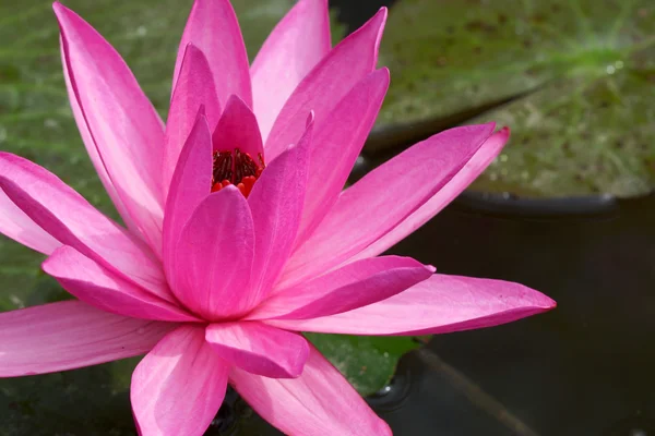 Flor de lótus rosa — Fotografia de Stock