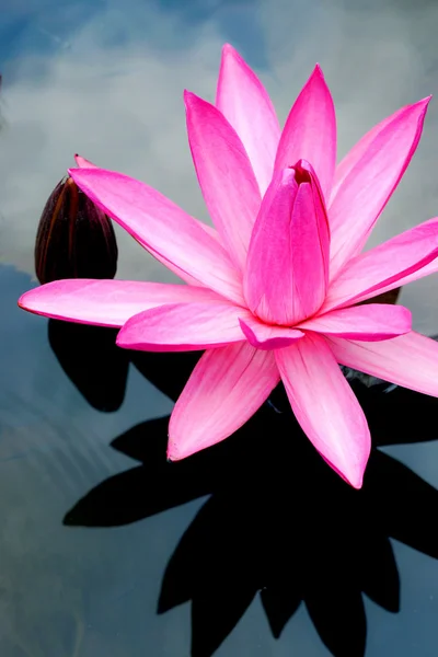 Flor de lótus rosa — Fotografia de Stock