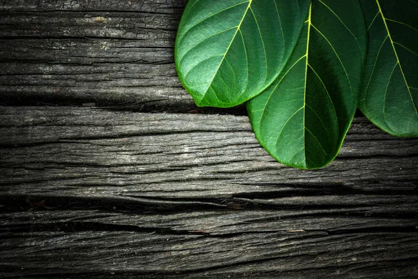 Green leaves on the old wooden background — Stock Photo, Image