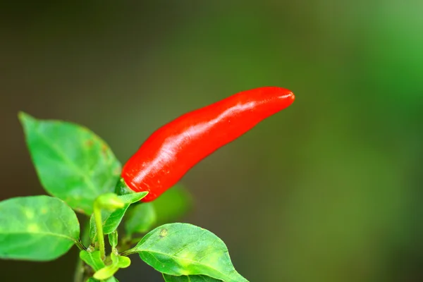 Red chilli on tree — Stock Photo, Image