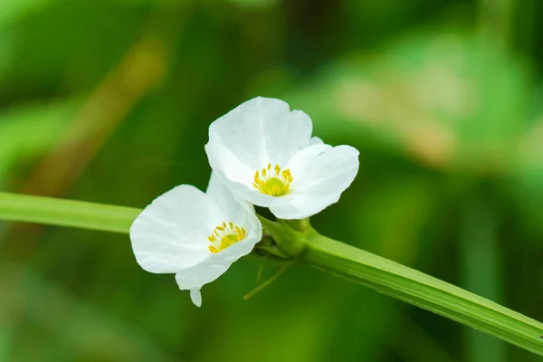 Burhead、テキサス州の泥の赤ちゃん. — ストック写真