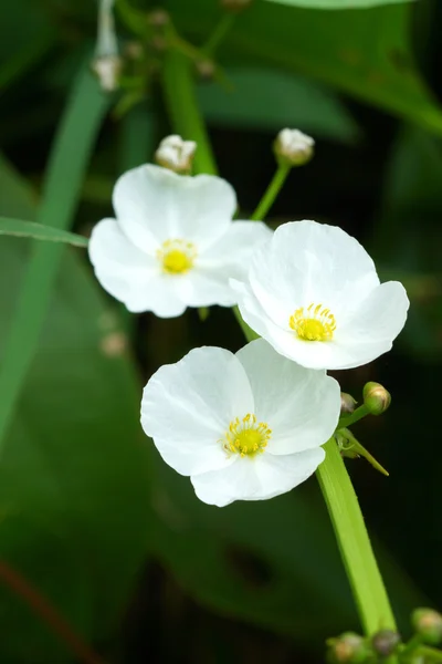 Burhead、テキサス州の泥の赤ちゃん. — ストック写真