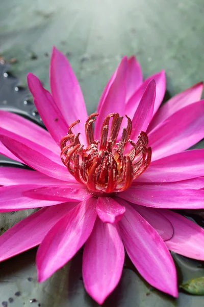 Pink Lotus flower — Stock Photo, Image