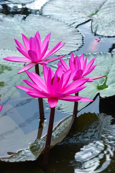 Flor de lótus rosa — Fotografia de Stock