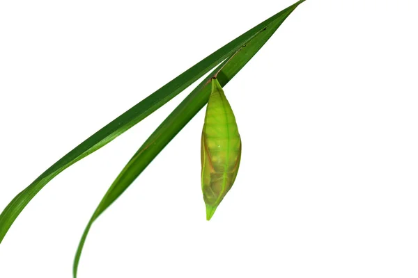 Green Butterfly Chrysalis. — Stock Photo, Image
