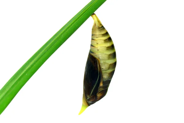 Grüner Schmetterling chrysalis. — Stockfoto