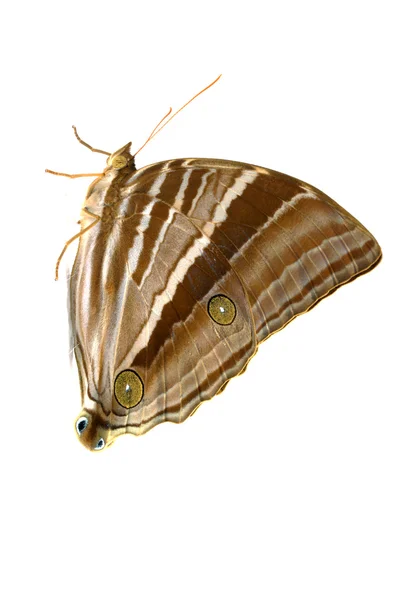 Palmking Amathusia phidippus Butterfly. — Stock Photo, Image