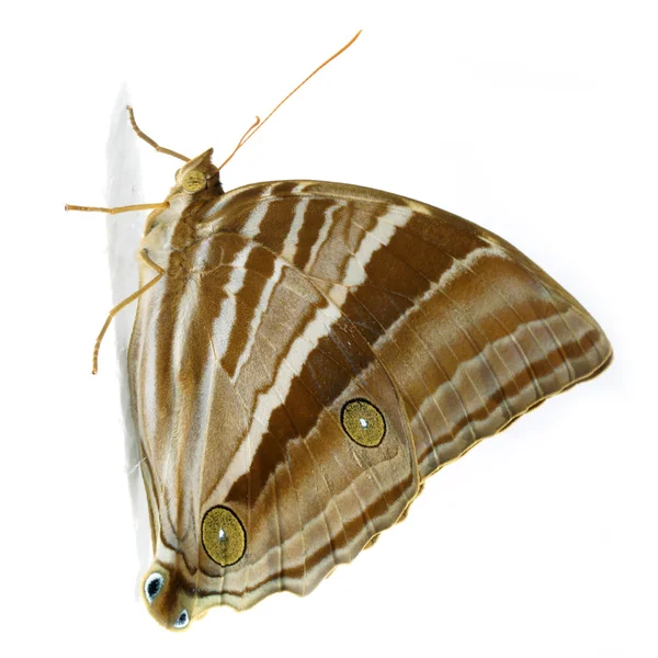 Palmking Amathusia phidippus Butterfly. — Stock Photo, Image