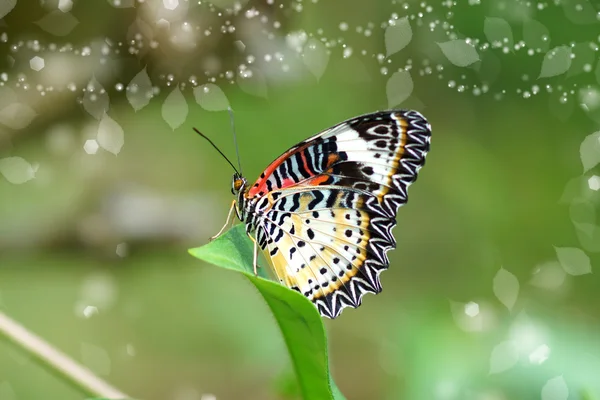 Lacewing-leopard – stockfoto