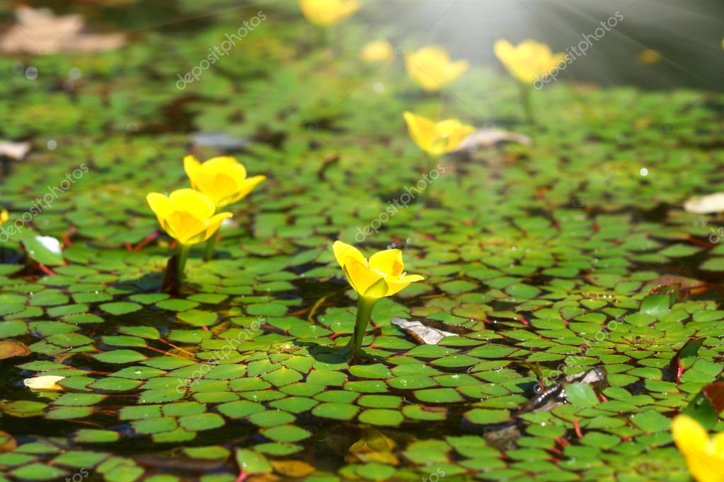 Water Chestnut Flower Stock Photo by ©Noppharat_th 42107981