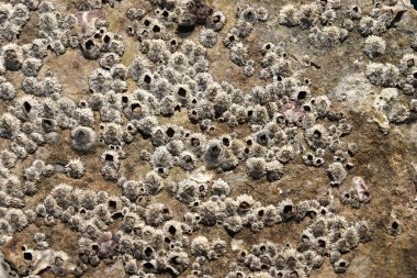 Rock Barnacle