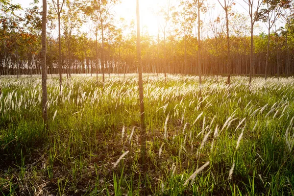 Biała trawa w dzikich gumy (trawa cogon, alang-alang, lalang — Zdjęcie stockowe