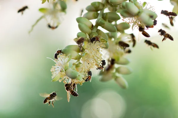 蜜蜂采集花蜜在棕榈花. — 图库照片