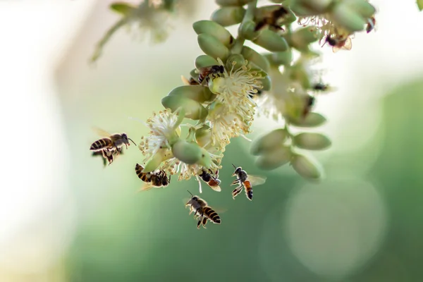 Bijen verzamelen nectar op palm bloemen. — Stockfoto