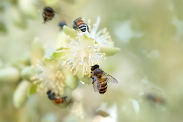 Abelhas coletam néctar em flores de palmeira . — Fotografia de Stock