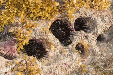 Denizi kayalık yuva-kestaneleri ve deniz yosunu (sargassum sp.).