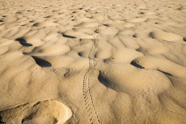 Görünüm ve tafsilât-in kum, phang nga - Tayland.
