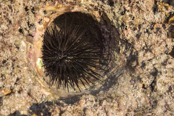 Rocky nest of sea -urchins and Seaweed (Sargassum sp.). — Stock Photo, Image