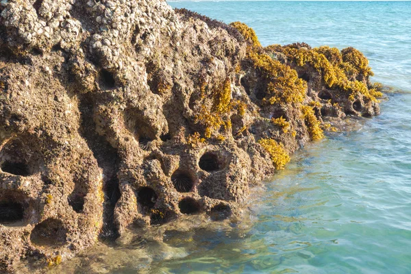 Ninho rochoso de ouriços-do-mar e algas (Sargassum sp. .). — Fotografia de Stock