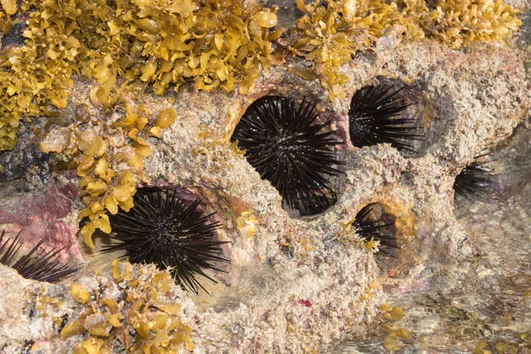 Felsiges Nest aus Seeigeln und Algen (Sargassum sp.). — Stockfoto