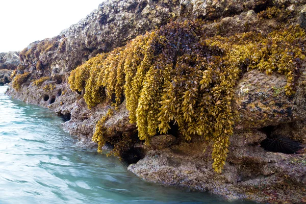 Rocks and seaweed (Sargassum sp.), Phang Nga - Thailand. — Stock Photo, Image