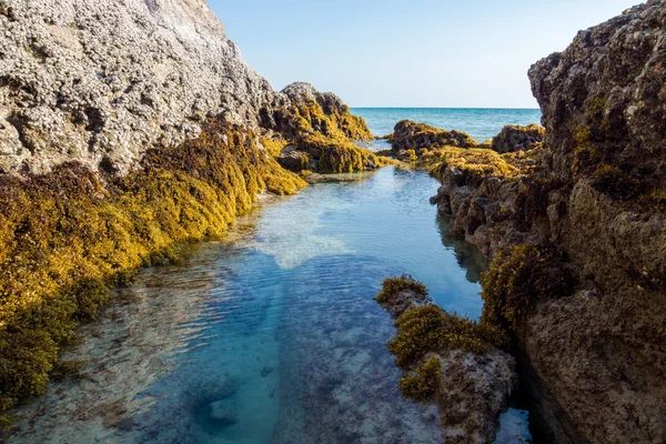 Rocks and seaweed (Sargassum sp.), Phang Nga - Thailand. — Stock Photo, Image