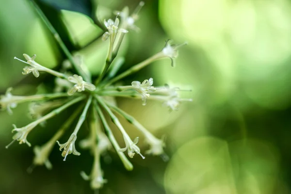 Gold-dust dracaena, Spotted dracaena flower. — Stock Photo, Image