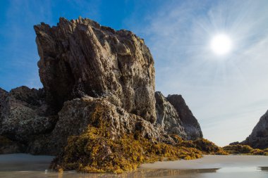 kayalar ve deniz yosunu (sargassum sp.), phang nga - Tayland.