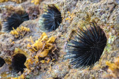 Denizi kayalık yuva-kestaneleri ve deniz yosunu (sargassum sp.).