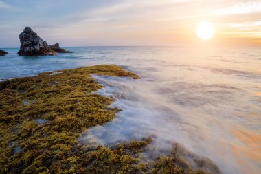 kayalar ve deniz yosunu (sargassum sp.), phang nga - Tayland.