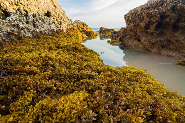 Rocks and yellow seaweed (Sargassum sp.), Phang Nga - Thailand. — Stock Photo, Image