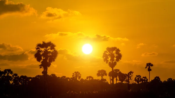 Силуэты Сахарная пальма и солнечный свет — стоковое фото