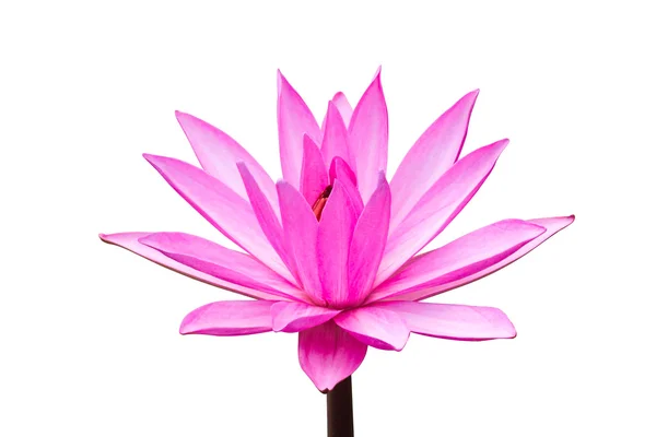 Pink Lotus flower — Stock Photo, Image